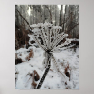 Wintervorst op planten in het bos poster