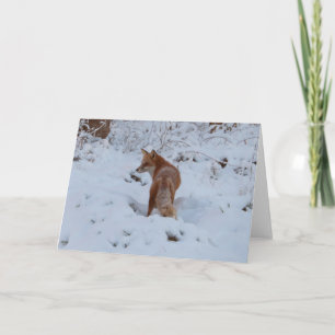 Wintervos Kaart