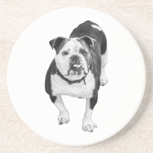 Wintervriend, Bulldog Coaster Zandsteen Onderzetter