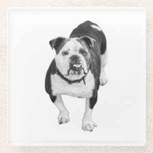 Wintervriend, Bulldog Onderzetter
