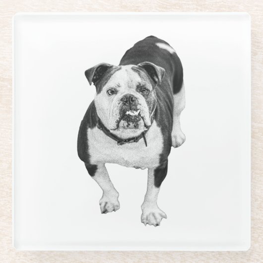 Wintervriend, Bulldog Onderzetter (Voorkant)