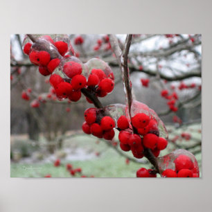 Wintervries en ijs op rode bessen poster