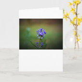 Wintervries, kaart (Gele Bloem)