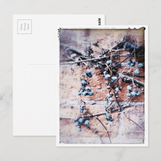 Winterwijn en bessen briefkaart (Voorkant / Achterkant)