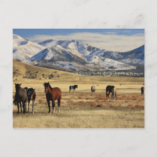 Winterwind Briefkaart