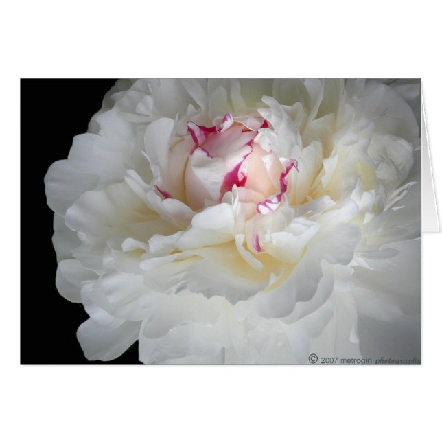 winterwitte zeester (Voorkant Horizontaal)