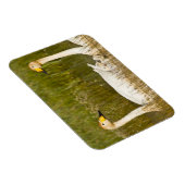 Wioper zwaan met cygnets in IJsland. Magneet (Rechterzijde)