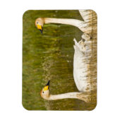 Wioper zwaan met cygnets in IJsland. Magneet (Verticaal)