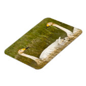 Wioper zwaan met cygnets in IJsland. Magneet (Linkerzijde)