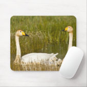 Wioper zwaan met cygnets in IJsland. Muismat (Met muis)