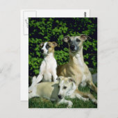 Wippet en jongen briefkaart (Voorkant / Achterkant)