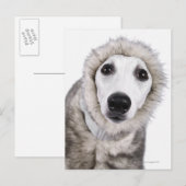 Wippet hond met een bontjas, studioshot briefkaart (Voorkant / Achterkant)