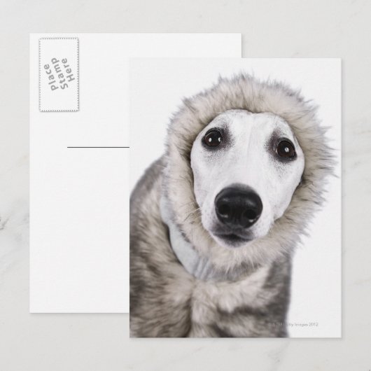 Wippet hond met een bontjas, studioshot briefkaart (Voorkant / Achterkant)