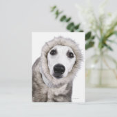 Wippet hond met een bontjas, studioshot briefkaart (Staand voorkant)