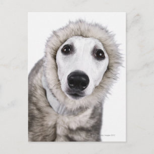 Wippet hond met een bontjas, studioshot briefkaart