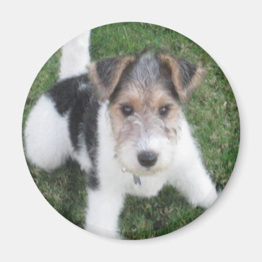 Wire Fox Terrier Puppy Magnet (Voorkant)