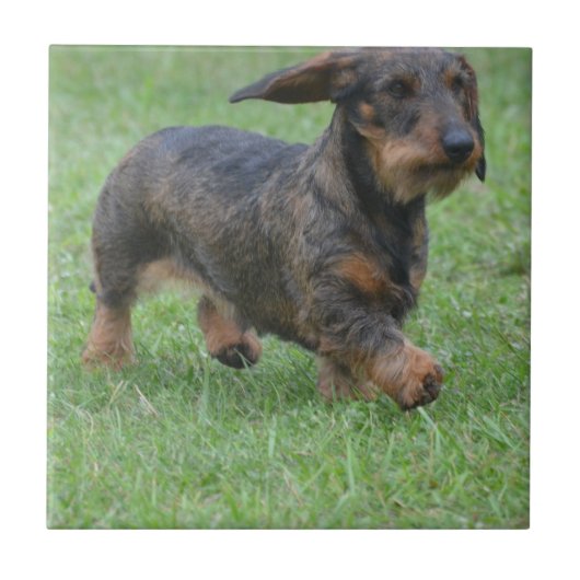 Wire Haire Dachshund Tegeltje (Voorkant)
