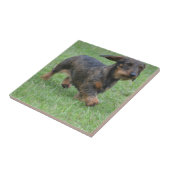 Wire Haire Dachshund Tegeltje (Zijkant)