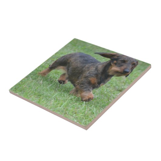 Wire Haire Dachshund Tegeltje (Zijkant)