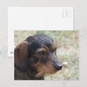 Wire Haire Daschund Dog Briefkaart (Voorkant / Achterkant)
