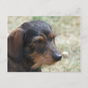 Wire Haire Daschund Dog Briefkaart