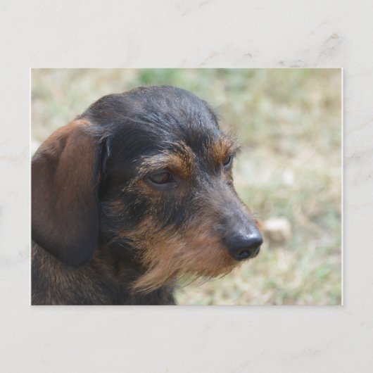 Wire Haire Daschund Dog Briefkaart (Voorkant)