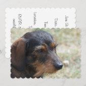 Wire Haire Daschund Dog Kaart (Voorkant / Achterkant)