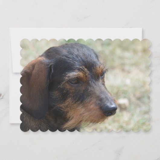 Wire Haire Daschund Dog Kaart (Voorkant)