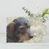 Wire Haire Daschund Dog Kaart (Staand voorkant)
