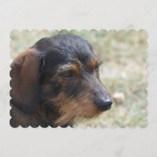 Wire Haire Daschund Dog Kaart
