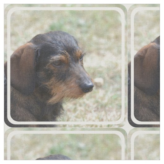 Wire Haire Daschund Dog Stof (Close Up)