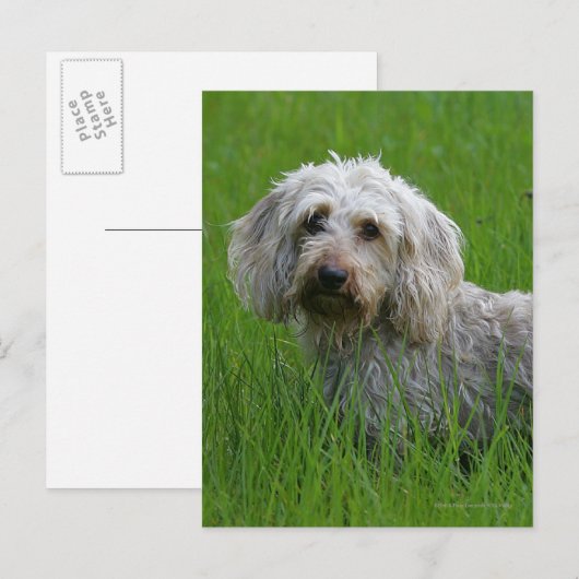 Wire-haired StandaardTekkel in Gras Briefkaart (Voorkant / Achterkant)