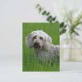 Wire-haired StandaardTekkel in Gras Briefkaart (Staand voorkant)