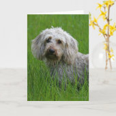 Wire-haired StandaardTekkel in Gras Kaart (Gele Bloem)
