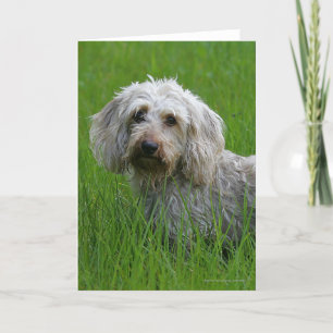 Wire-haired StandaardTekkel in Gras Kaart