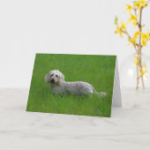 Wire-haired StandaardTekkel in Gras Kaart (Gele Bloem)