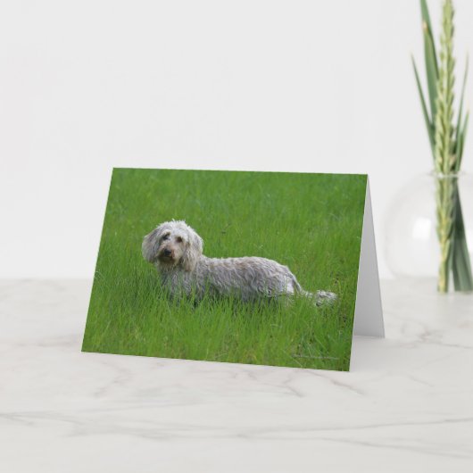 Wire-haired StandaardTekkel in Gras Kaart (Voorkant)