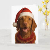 Wire haired Vizsla in a Santa hat Christmas card Kaart (Gele Bloem)