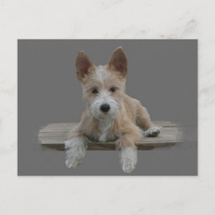 Wire Portugal Podengo Pequeno Briefkaart