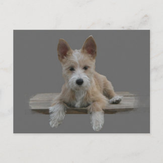 Wire Portugal Podengo Pequeno Briefkaart