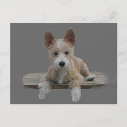 Wire Portugal Podengo Pequeno Briefkaart (Voorkant)