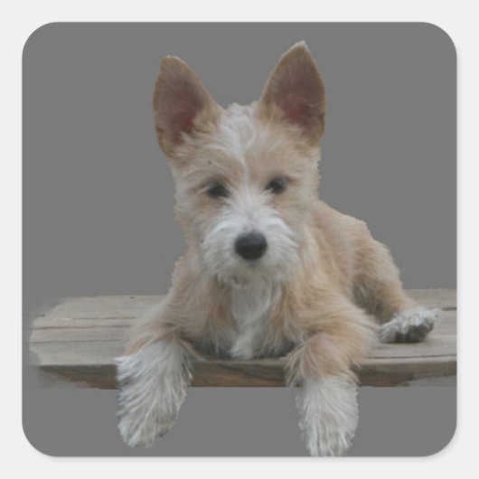 Wire Portugal Podengo Pequeno Vierkante Sticker (Voorkant)