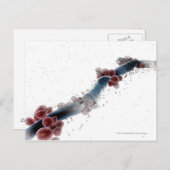 Wireframe microscopisch uitzicht van candida albic briefkaart (Voorkant / Achterkant)