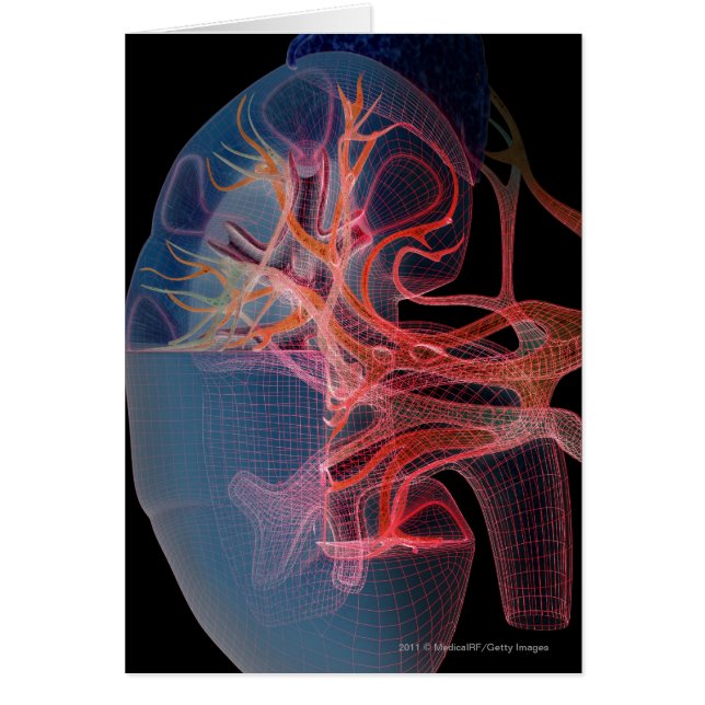 Wireframe van de binnenkant van een nier (Voorkant)