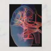 Wireframe van de binnenkant van een nier briefkaart (Voorkant)