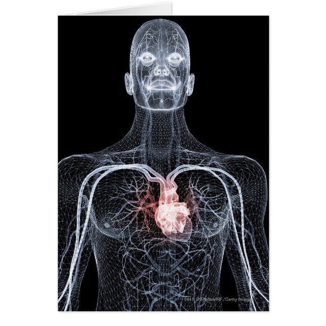 Wireframe van de bloedvaten in het bovenlichaam (Voorkant)