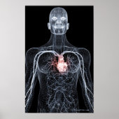 Wireframe van de bloedvaten in het bovenlichaam 2 poster (Voorkant)