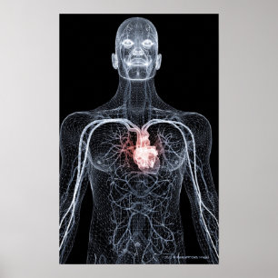 Wireframe van de bloedvaten in het bovenlichaam 2 poster