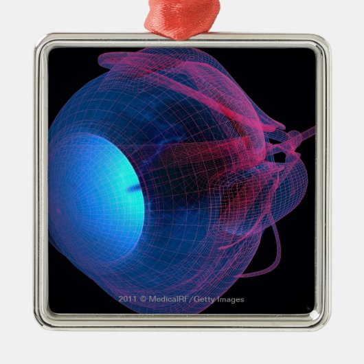 Wireframe van de oogspieren metalen ornament (Voorkant)