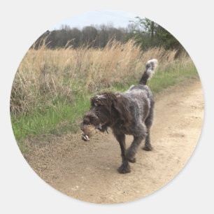 Wirehaered Pointing Griffon quail jachtsticker Ronde Sticker